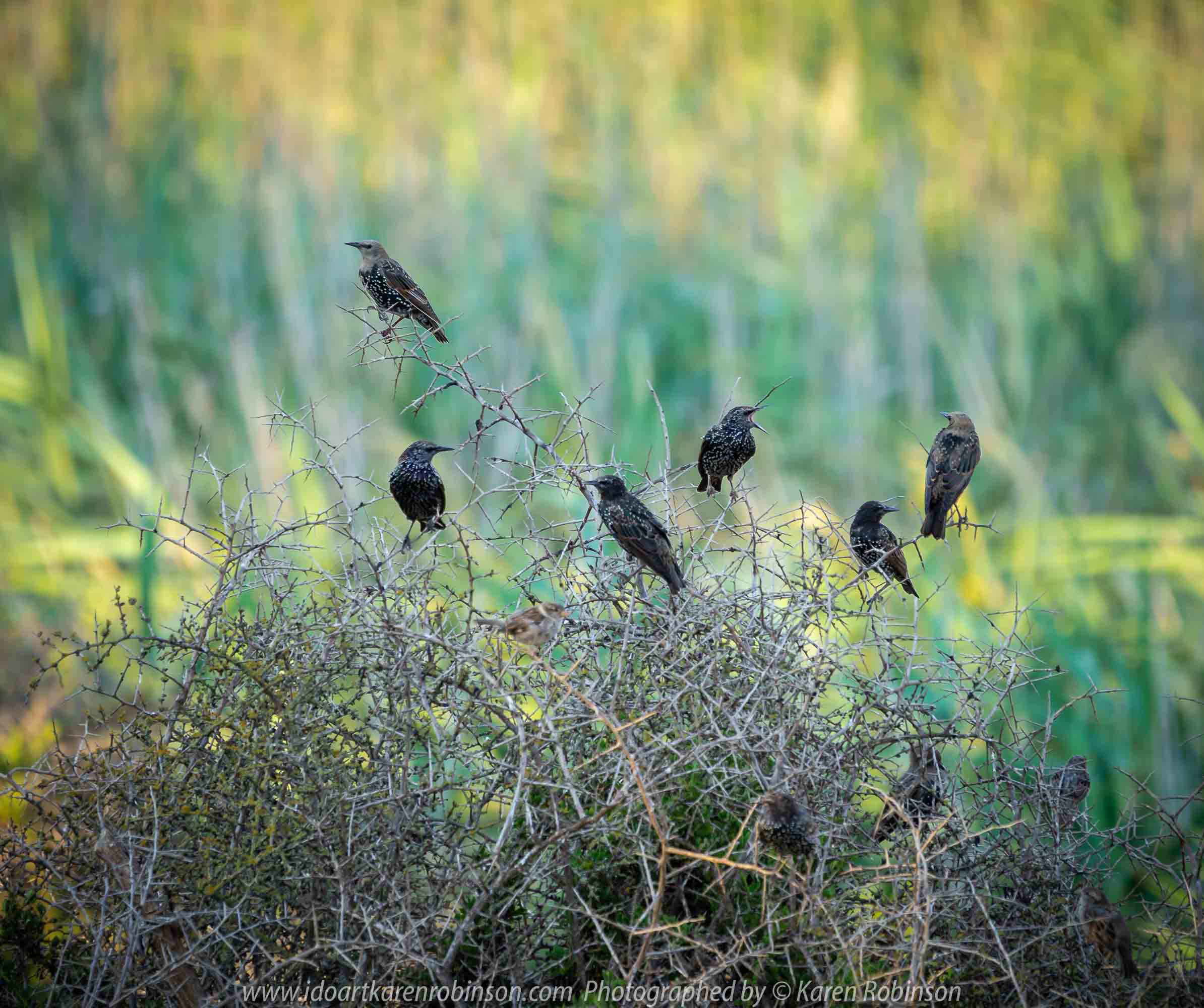 Werribee South, Victoria - Australia 'Werribee River K Road' Photograph by Karen Robinson February 2019 Comments - A morning out with hubby and me with granddaughter and daughter photographing rare sighting of an Eastern Osprey water bird. Photograph featuring Common Starlings.