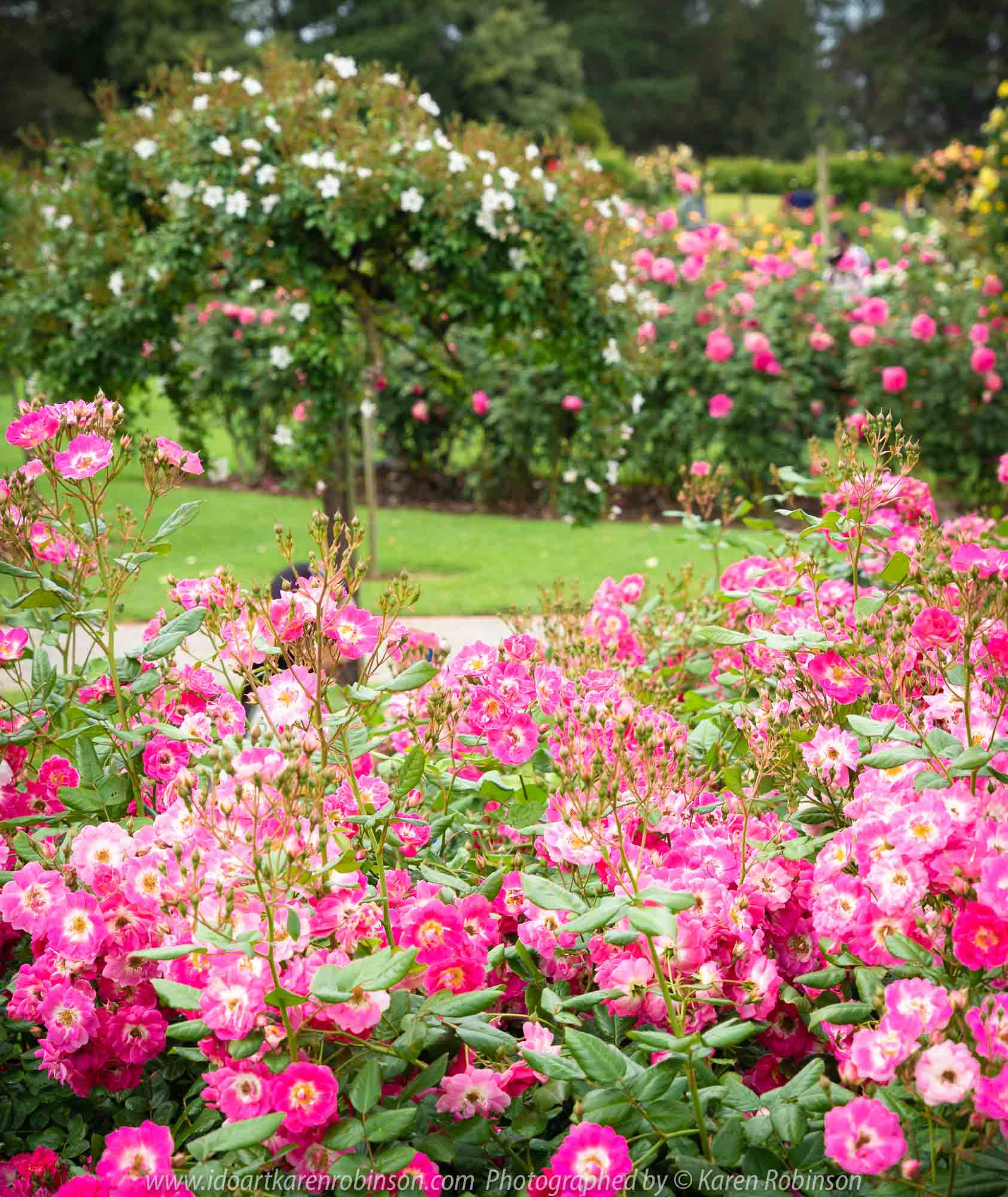 Werribee, Victoria - Australia 'Victoria State Rose Garden' Photographed by Karen Robinson November 2018 Comments - Beautiful display of colourful roses.