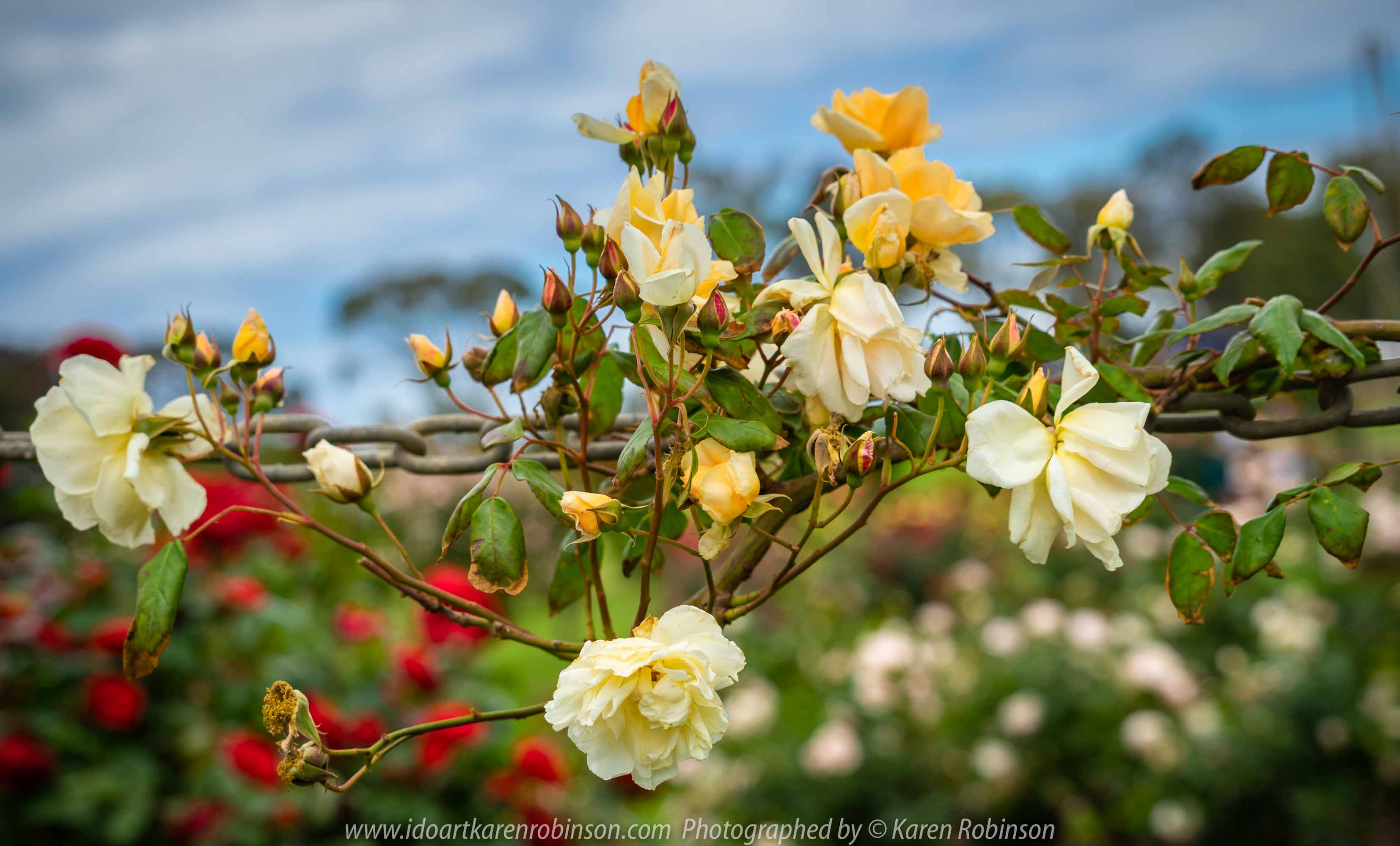 Werribee, Victoria - Australia 'Victoria State Rose Garden' Photographed by Karen Robinson November 2018 Comments - Beautiful display of colourful roses.