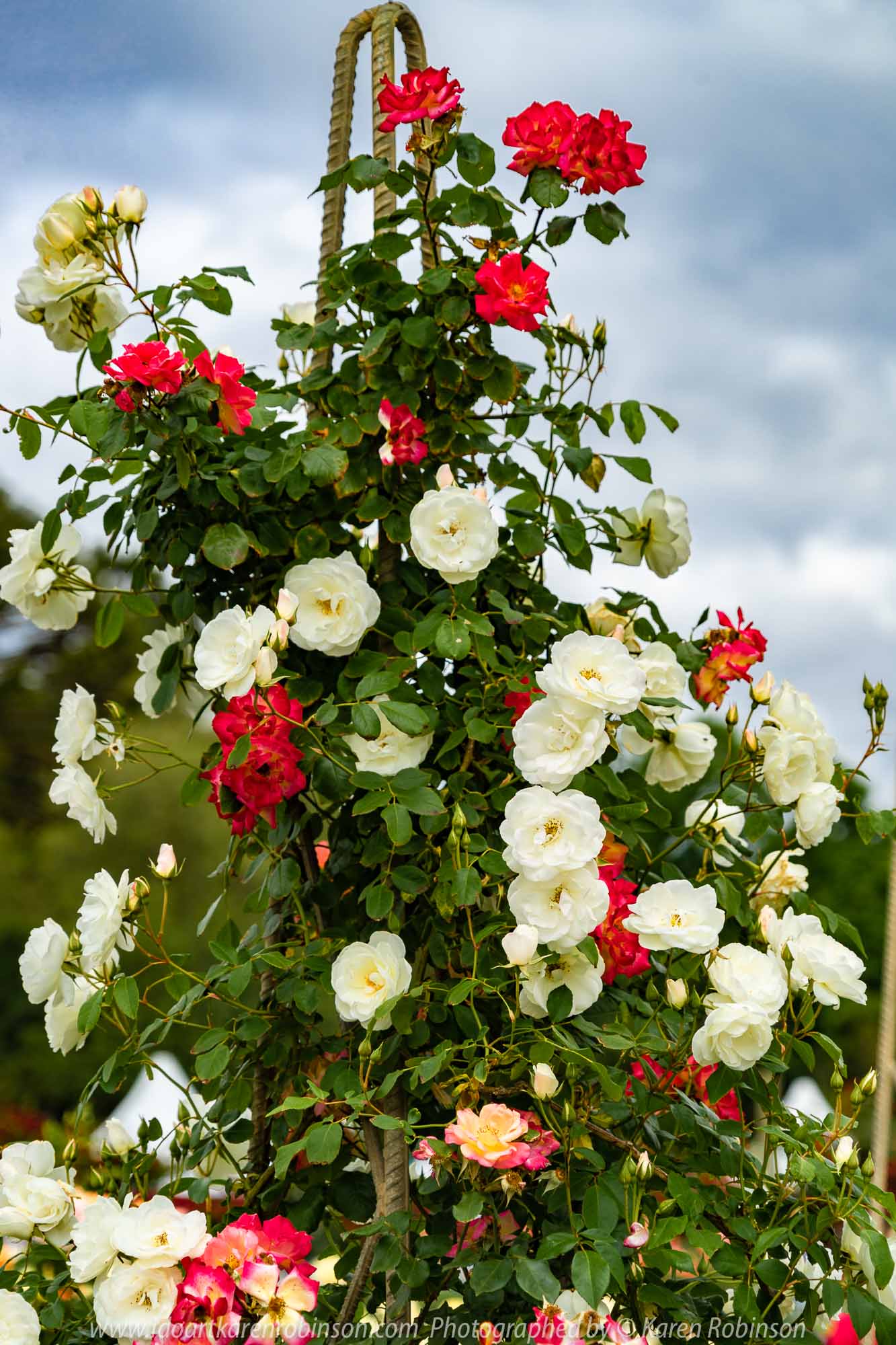 Werribee, Victoria - Australia 'Victoria State Rose Garden' Photographed by Karen Robinson November 2018 Comments - Beautiful display of colourful roses.