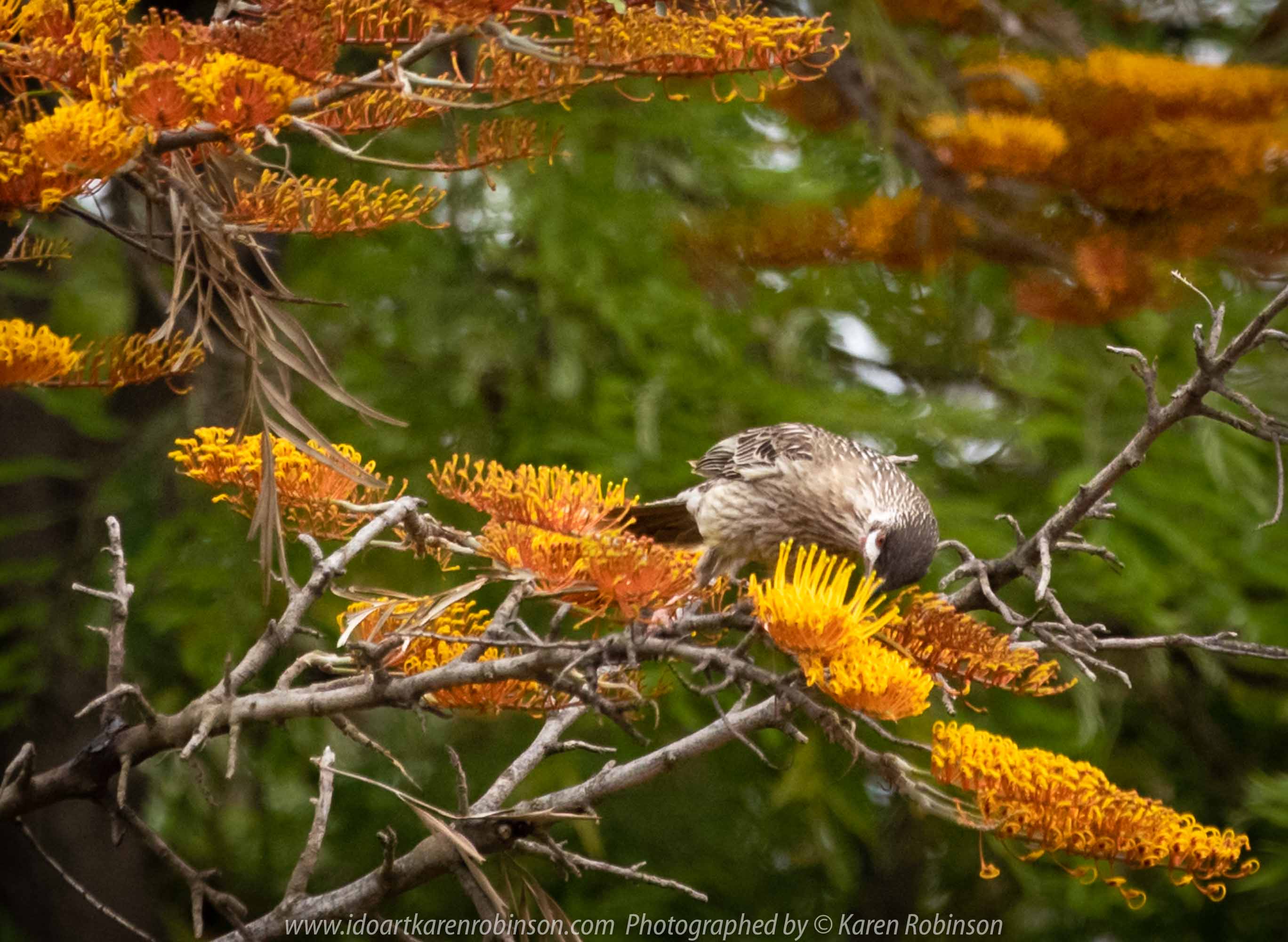 Werribee, Victoria - Australia 'Victoria State Rose Garden' Photographed by Karen Robinson November 2018 Comments - Just outside of the rose gardens we found ourselves sighting numerous birds. Photograph featuring Red Wattle Bird.