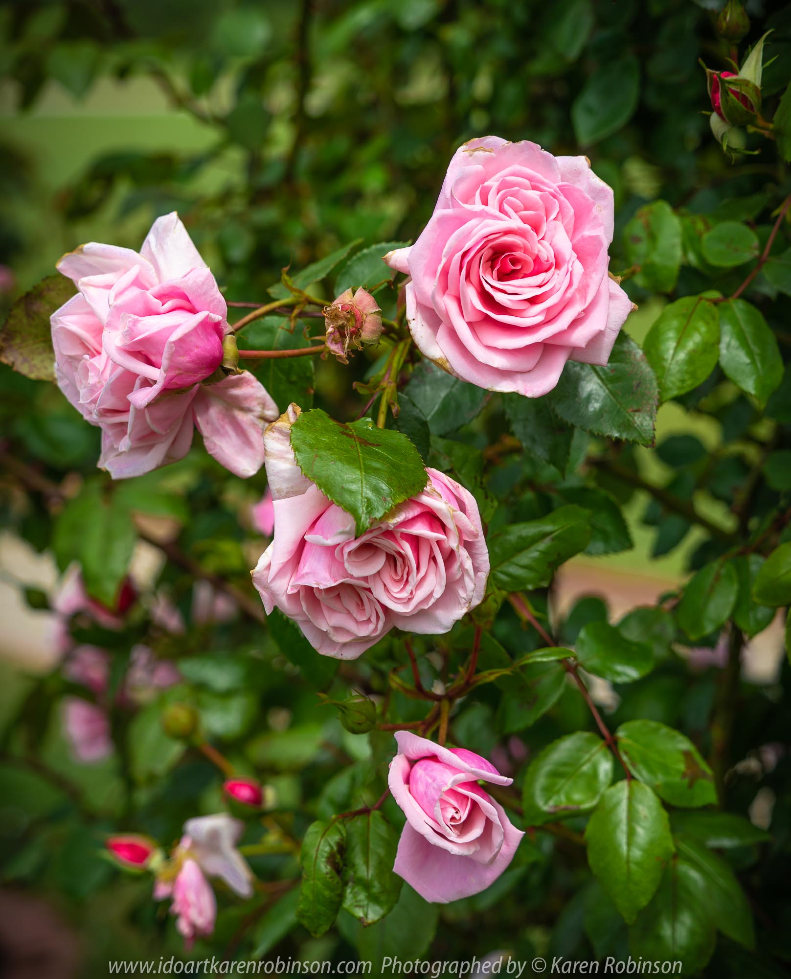 Werribee, Victoria - Australia 'Victoria State Rose Garden' Photographed by Karen Robinson November 2018 Comments - Beautiful display of colourful roses.