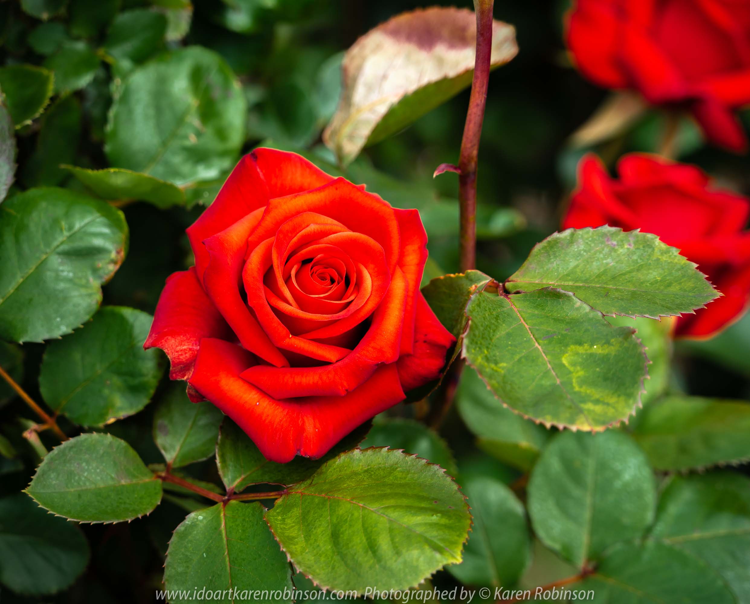 Werribee, Victoria - Australia 'Victoria State Rose Garden' Photographed by Karen Robinson November 2018 Comments - Beautiful display of colourful roses.