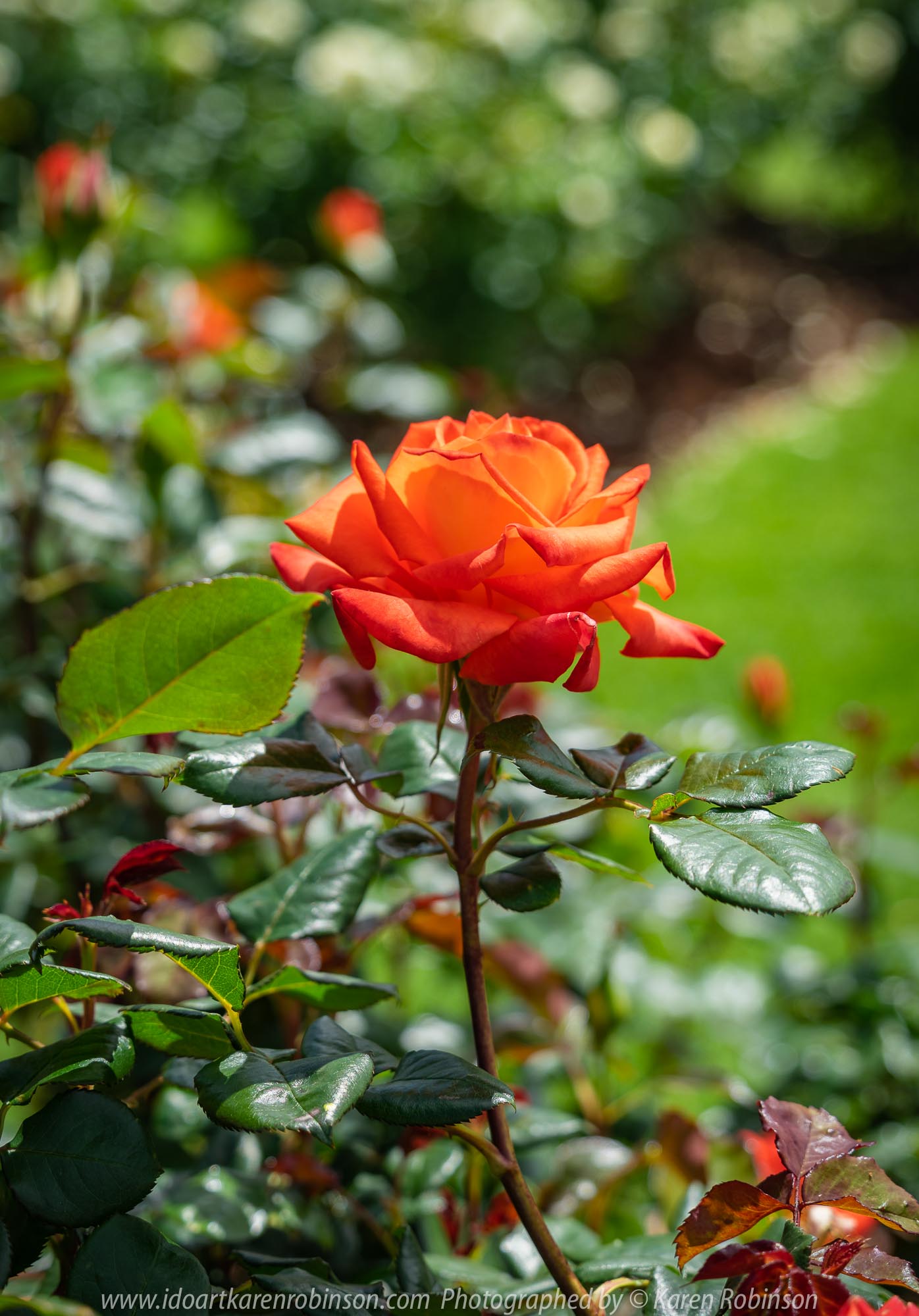 Werribee, Victoria - Australia 'Victoria State Rose Garden' Photographed by Karen Robinson November 2018 Comments - Beautiful display of colourful roses.