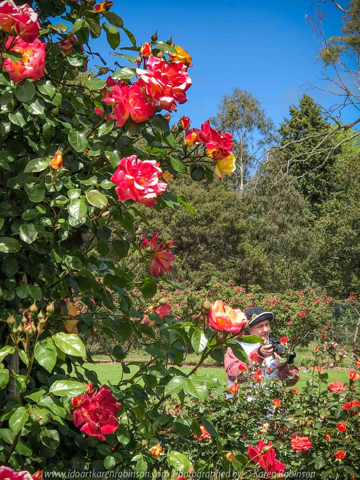 Werribee, Victoria - Australia 'Victoria State Rose Garden' Photographed by Karen Robinson November 2018 Comments - Beautiful display of colourful roses.