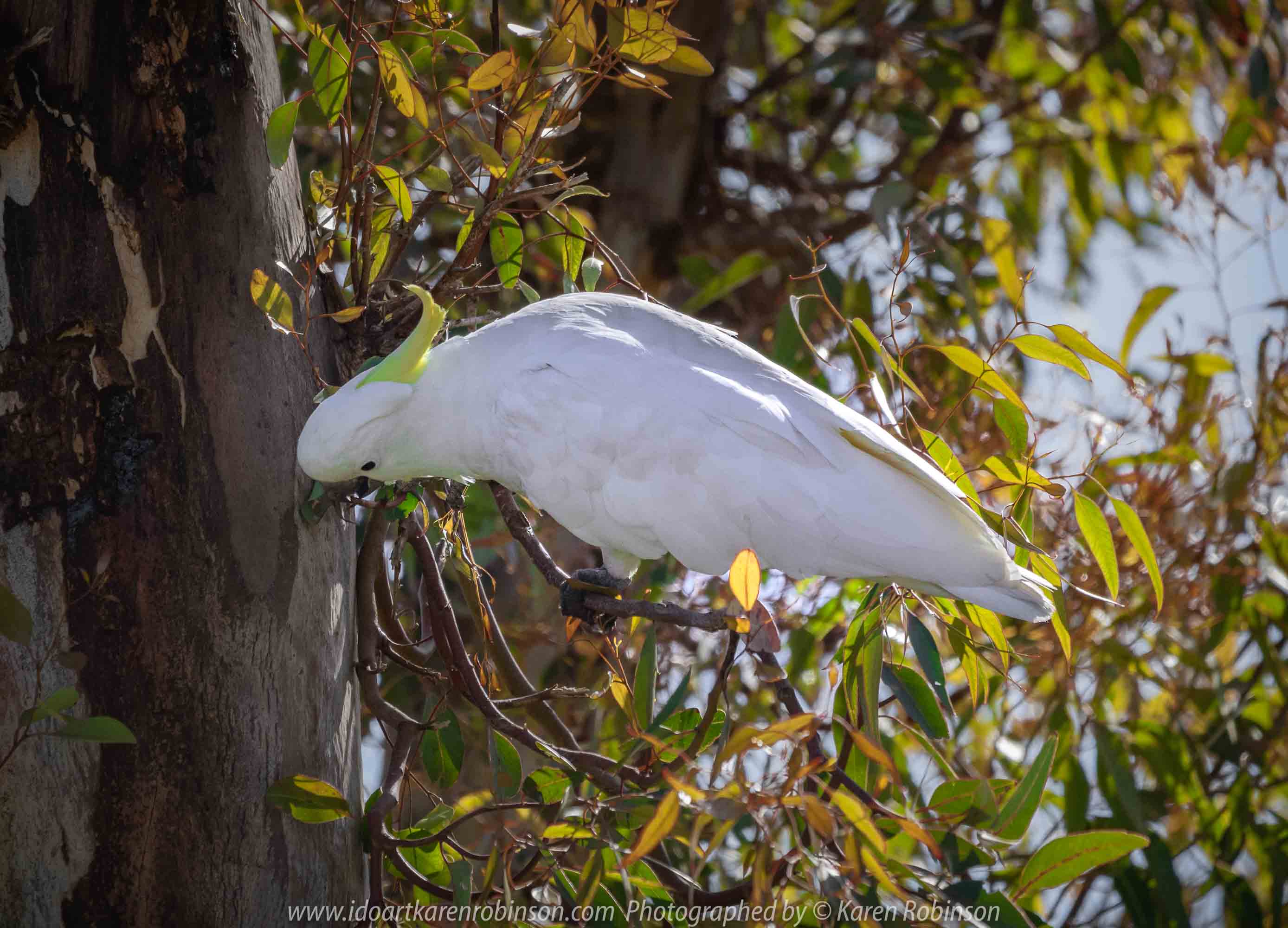 Westmeadows, Victoria - Australia 'Sulphur-crested Cockatoo' Photographed by Karen Robinson Nov 2018 Comments - Sulphur-crested Cockatoo living in the hollow of an old gumtree located alongside of a busy local back-street. Comes each year at the same time to nest.