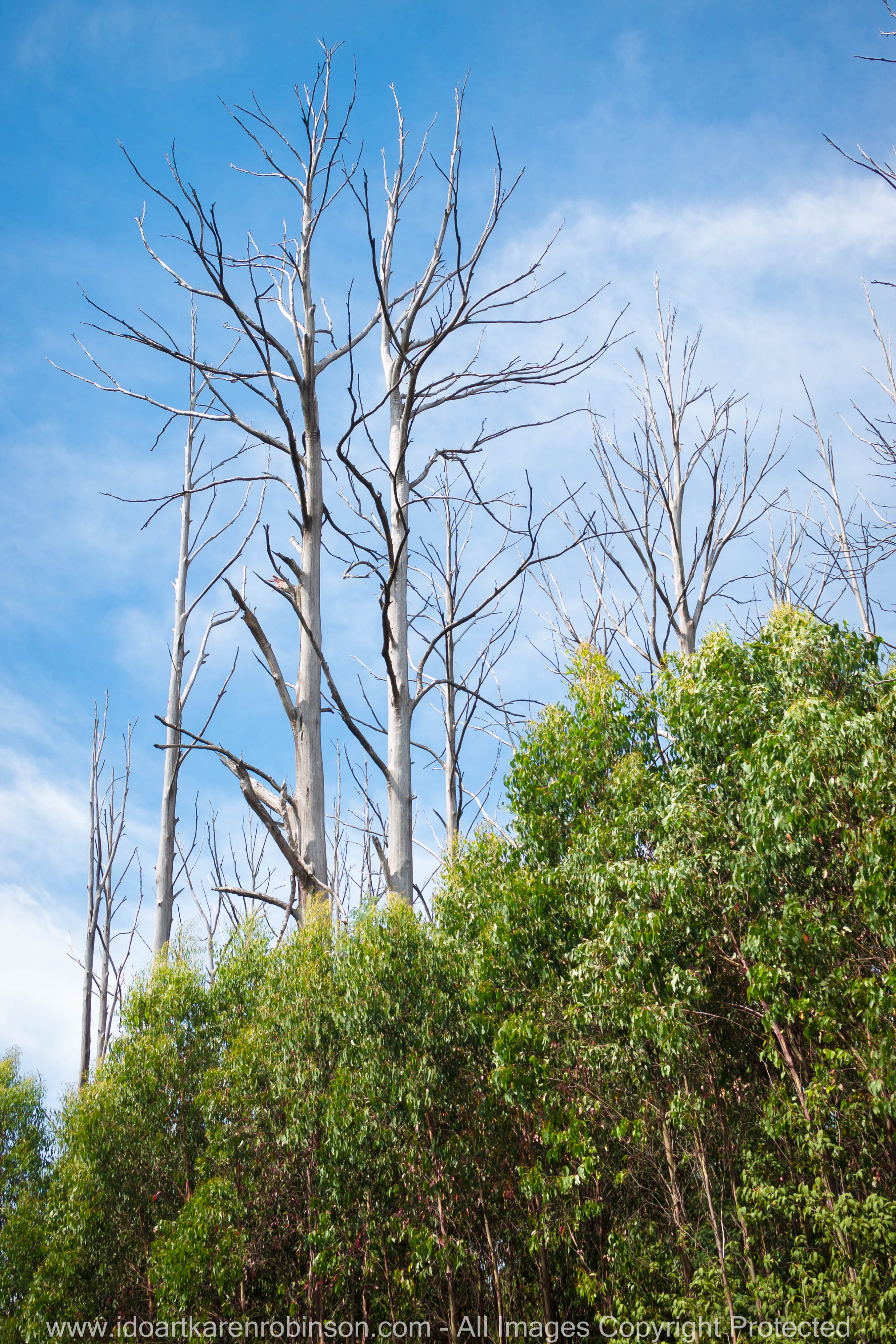 Whittlesea, Victoria - Australia 'Farmlands & Mount Disappointment State Forest Region' Photographed by © Karen Robinson www.idoartkarenrobinson.com March 2017