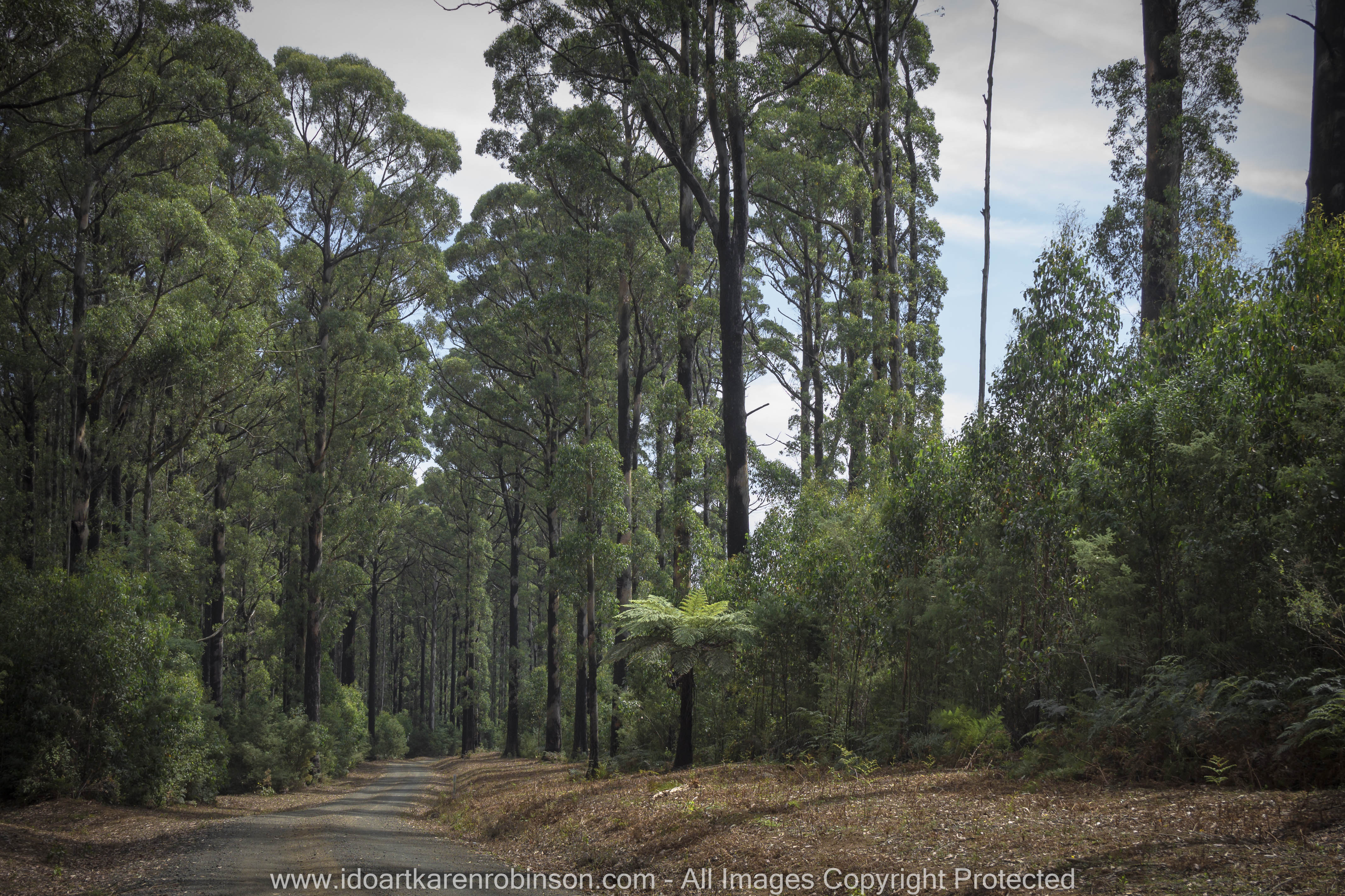 Whittlesea, Victoria - Australia 'Farmlands & Mount Disappointment State Forest Region' Photographed by © Karen Robinson www.idoartkarenrobinson.com March 2017
