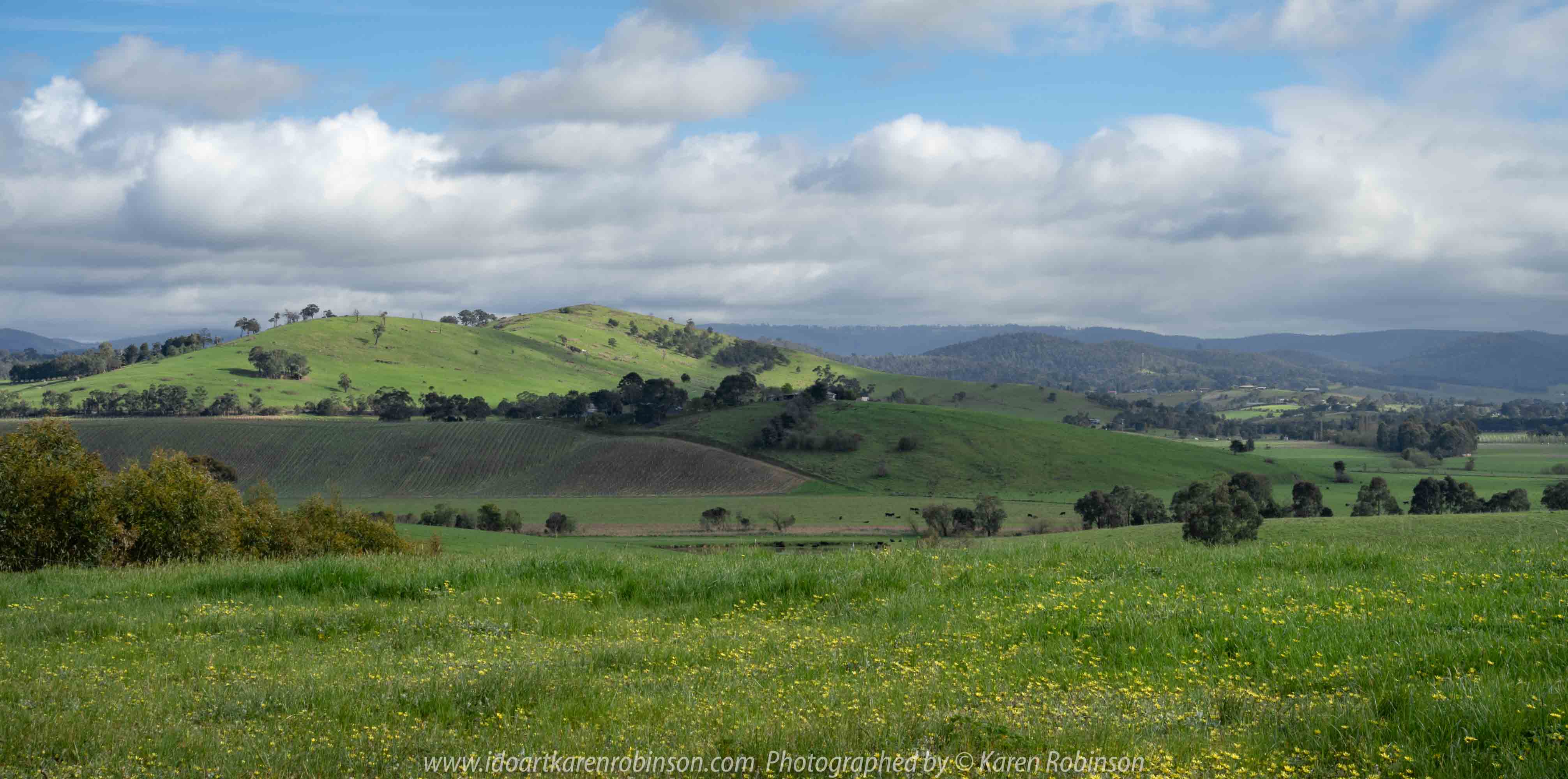 Comments: Yarra Glen Region, Victoria - Australia September 2018. The last day in September, a beautiful spring day, hubby and I decided to take a drive through the Yarra Glen Region. At this time of the year the valleys and hillsides are lush green. Vineyards feature widely throughout the region alongside of pastures where cattle happily grazed under the warm sunshine. Grey clouds gathered up along the mountains ranges as the day drifted towards its end. A beautiful spring day we so much enjoyed – a good to be alive day! NB: All images are protected by copyright laws Photographed by Karen Robinson www.idoartkarenrobinson.com