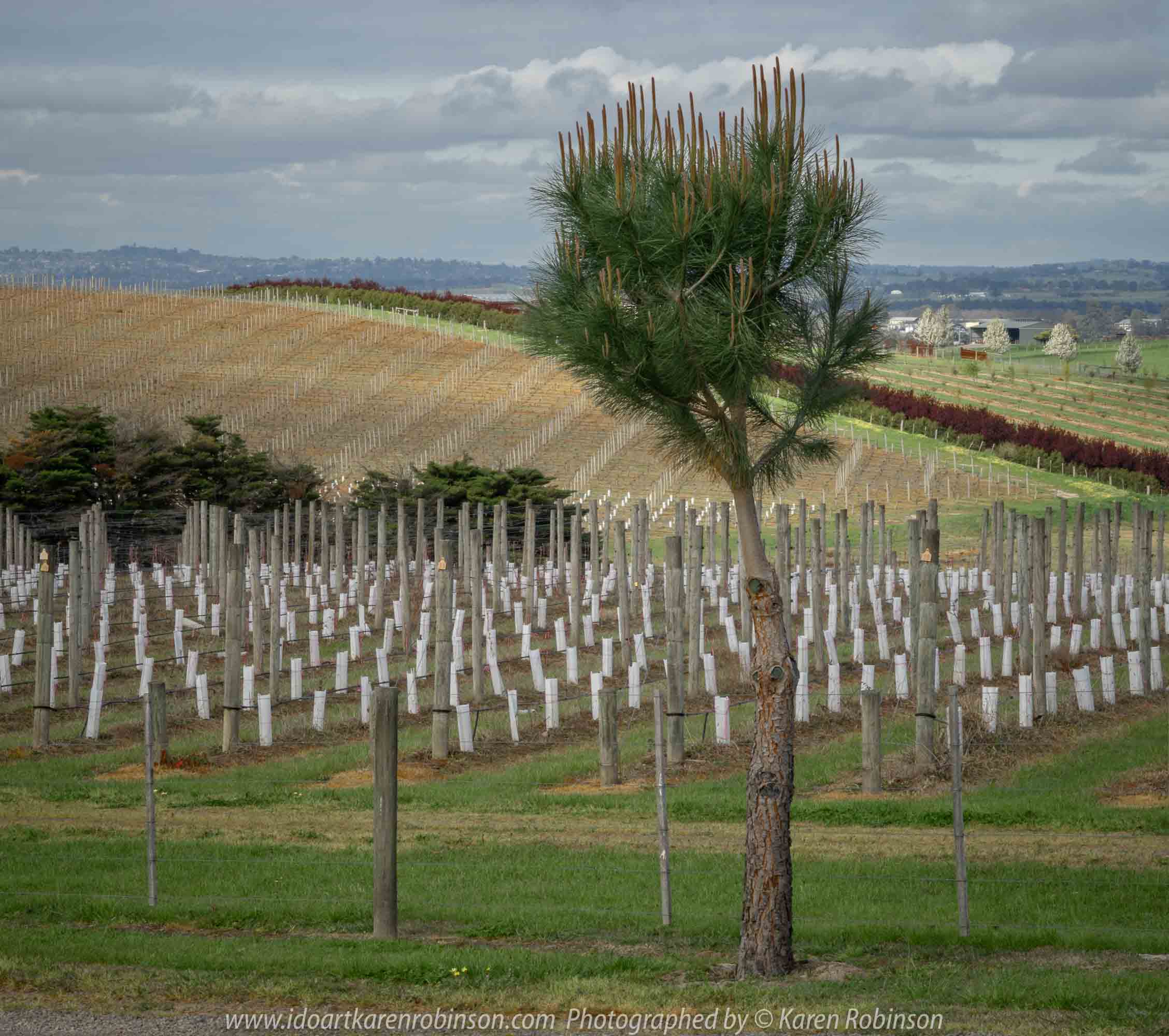 Comments: Yarra Glen Region, Victoria - Australia September 2018. The last day in September, a beautiful spring day, hubby and I decided to take a drive through the Yarra Glen Region. At this time of the year the valleys and hillsides are lush green. Vineyards feature widely throughout the region alongside of pastures where cattle happily grazed under the warm sunshine. Grey clouds gathered up along the mountains ranges as the day drifted towards its end. A beautiful spring day we so much enjoyed – a good to be alive day! NB: All images are protected by copyright laws Photographed by Karen Robinson www.idoartkarenrobinson.com