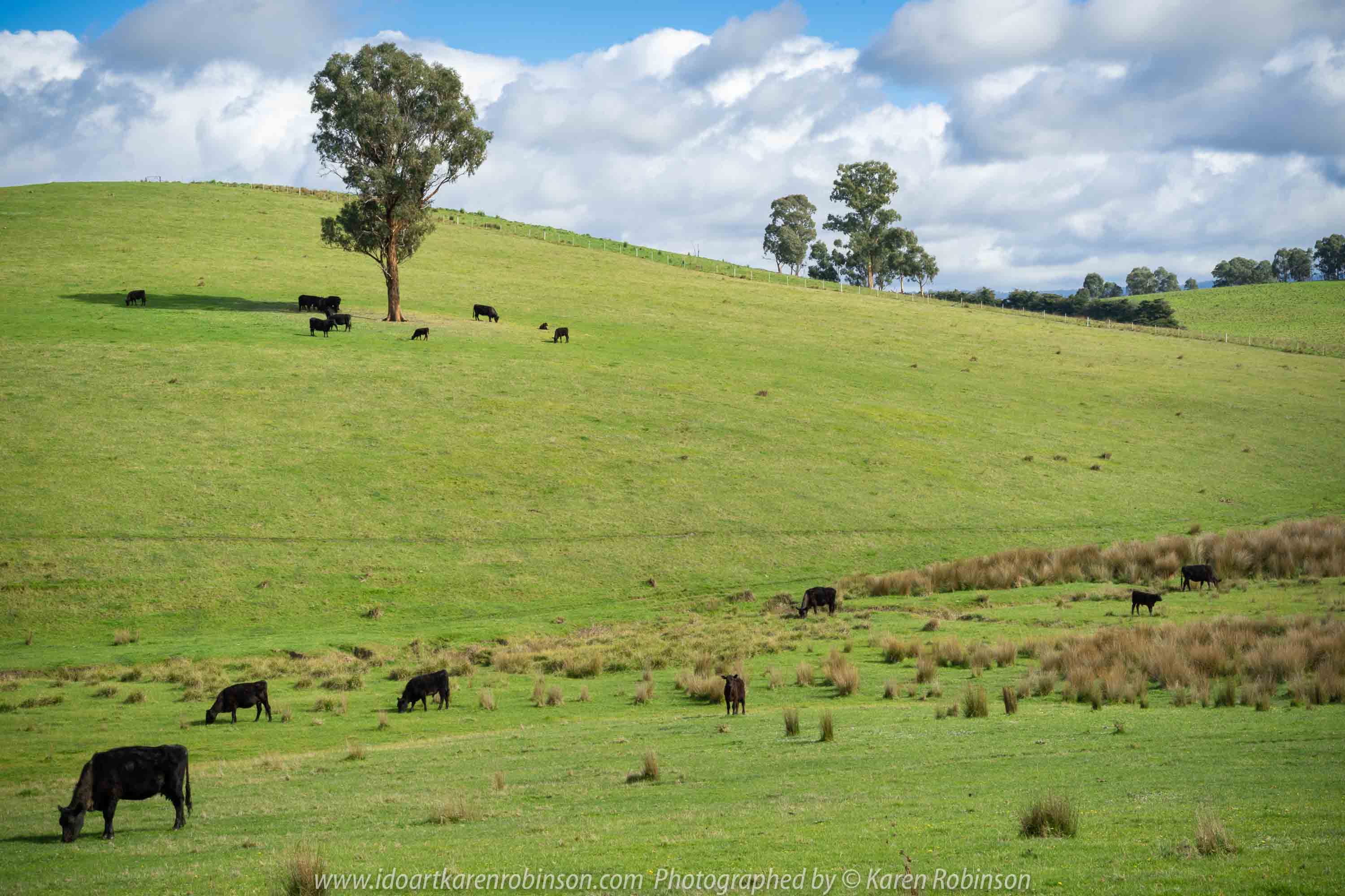 Comments: Yarra Glen Region, Victoria - Australia September 2018. The last day in September, a beautiful spring day, hubby and I decided to take a drive through the Yarra Glen Region. At this time of the year the valleys and hillsides are lush green. Vineyards feature widely throughout the region alongside of pastures where cattle happily grazed under the warm sunshine. Grey clouds gathered up along the mountains ranges as the day drifted towards its end. A beautiful spring day we so much enjoyed – a good to be alive day! NB: All images are protected by copyright laws Photographed by Karen Robinson www.idoartkarenrobinson.com